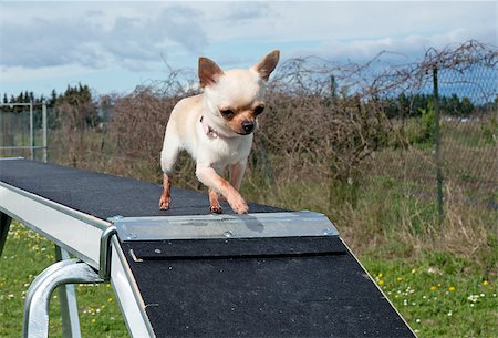 simsearch:400-05887877,k - portrait of a cute purebred chihuahua in a training of agility Photographie de stock - Aubaine LD & Abonnement, Code: 400-06750198