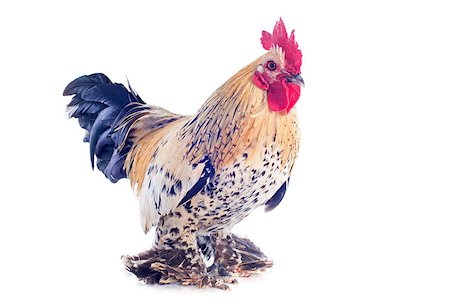 simsearch:400-06744649,k - A small bantam rooster on a white background Stock Photo - Budget Royalty-Free & Subscription, Code: 400-06750190