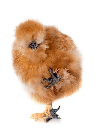 simsearch:400-06560551,k - A small bantam silkie on a white background Stock Photo - Budget Royalty-Free & Subscription, Code: 400-06750192