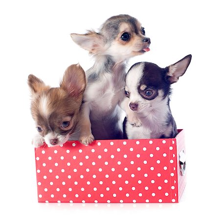 simsearch:400-04767909,k - portrait of a cute purebred  puppies chihuahuas in box  in front of white background Foto de stock - Royalty-Free Super Valor e Assinatura, Número: 400-06750212