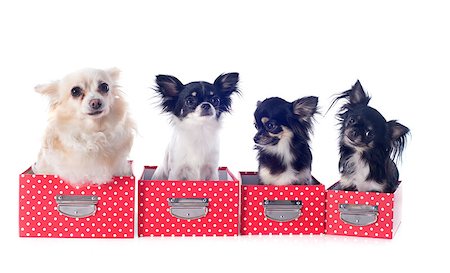 simsearch:400-06391494,k - portrait of a cute purebred  chihuahuas in box  in front of white background Stockbilder - Microstock & Abonnement, Bildnummer: 400-06750237