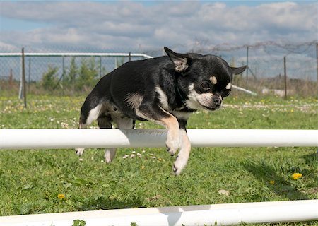 simsearch:400-05887877,k - portrait of a cute purebred chihuahua in a training of agility Photographie de stock - Aubaine LD & Abonnement, Code: 400-06750244