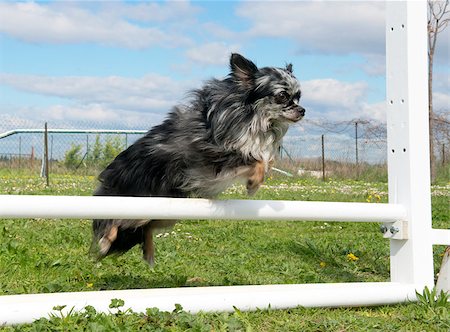 simsearch:400-06887327,k - portrait of a cute purebred chihuahua in a training of agility Fotografie stock - Microstock e Abbonamento, Codice: 400-06750245