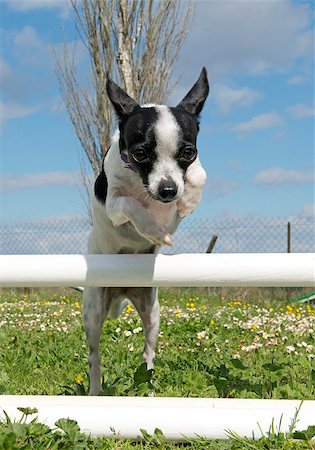 simsearch:400-05887877,k - portrait of a cute purebred chihuahua in a training of agility Photographie de stock - Aubaine LD & Abonnement, Code: 400-06750247