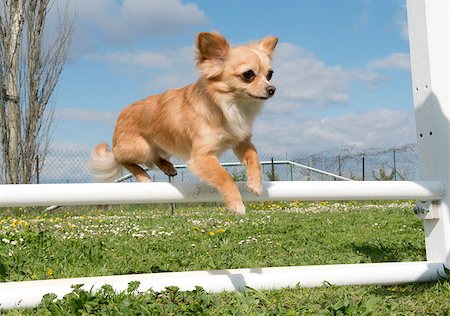 simsearch:400-05887877,k - portrait of a cute purebred chihuahua in a training of agility Photographie de stock - Aubaine LD & Abonnement, Code: 400-06750248