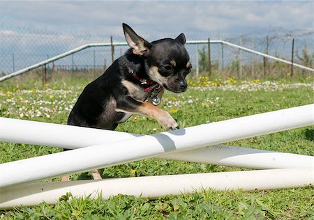 simsearch:400-05887877,k - portrait of a cute purebred chihuahua in a training of agility Photographie de stock - Aubaine LD & Abonnement, Code: 400-06750249