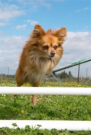 simsearch:400-06887327,k - portrait of a cute purebred chihuahua in a training of agility Fotografie stock - Microstock e Abbonamento, Codice: 400-06750241