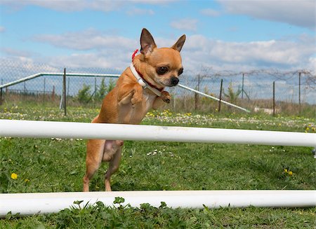 simsearch:400-05887877,k - portrait of a cute purebred chihuahua in a training of agility Photographie de stock - Aubaine LD & Abonnement, Code: 400-06750243