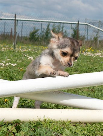 simsearch:400-06887327,k - portrait of a cute puppy chihuahua in a training of agility Fotografie stock - Microstock e Abbonamento, Codice: 400-06750251