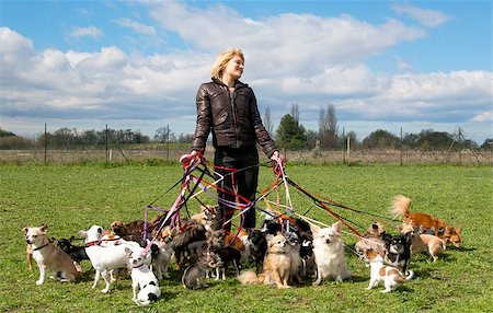 portrait of a woman and a large group of chihuahuas Foto de stock - Super Valor sin royalties y Suscripción, Código: 400-06750253