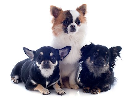 simsearch:400-06172990,k - portrait of a cute purebred chihuahuas in front of white background Stockbilder - Microstock & Abonnement, Bildnummer: 400-06750261