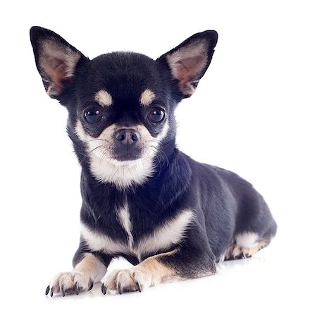 simsearch:400-04815724,k - portrait of a cute purebred  puppy chihuahua in front of white background Photographie de stock - Aubaine LD & Abonnement, Code: 400-06750263