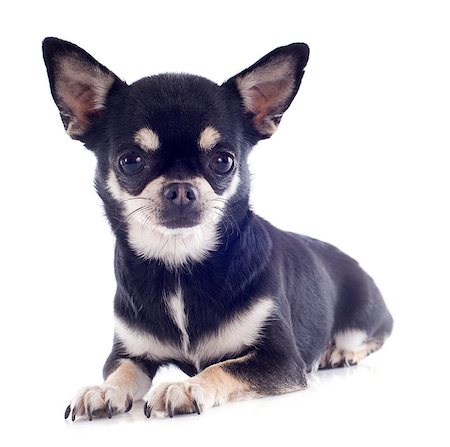 simsearch:400-07088618,k - portrait of a cute purebred  puppy chihuahua in front of white background Foto de stock - Super Valor sin royalties y Suscripción, Código: 400-06750263