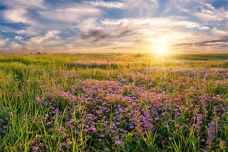 Summer landscape with flower meadow and majestic clouds in the sky on sunrise Stock Photo - Budget Royalty-Free & Subscription, Code: 400-06750791