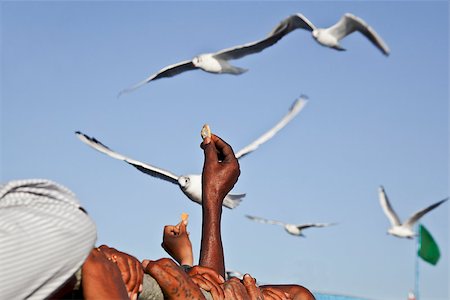 public photography in india - Horizontal capture of passengers while holding on the the grab rail, feeding seagulls on the ferry between Bet Dwarka and the Indian mainland in gujarat. Stock Photo - Budget Royalty-Free & Subscription, Code: 400-06751017