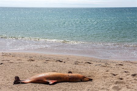 fogen (artist) - The victim Bottlenose dolphin lies on the coast Stockbilder - Microstock & Abonnement, Bildnummer: 400-06751011