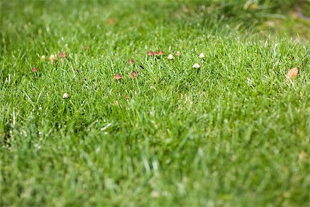 simsearch:400-04227194,k - toadstool on green grass Stock Photo - Budget Royalty-Free & Subscription, Code: 400-06751050