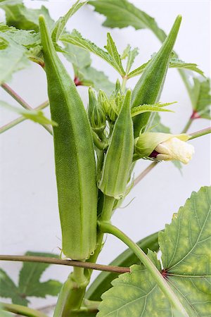 simsearch:400-06750784,k - Okra Flowering Plant with Seed Pods and Flower Buds Closeup Photographie de stock - Aubaine LD & Abonnement, Code: 400-06751085