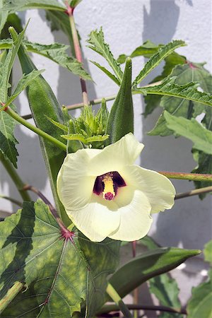 subtropical - Okra Flowering Plant with Flower and Seed Pods Closeup Stock Photo - Budget Royalty-Free & Subscription, Code: 400-06751083