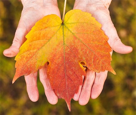 Elder woman 's hands holding a red leaf. Stock Photo - Budget Royalty-Free & Subscription, Code: 400-06751238