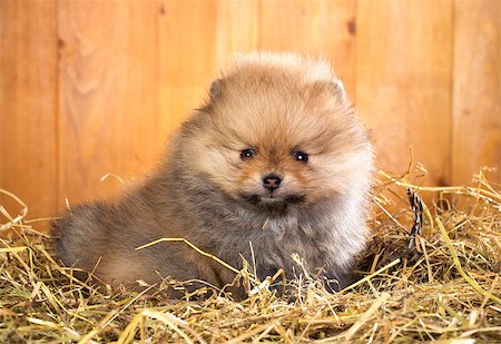 simsearch:400-05672007,k - Pomeranian puppy on a straw on a background of wooden boards Foto de stock - Royalty-Free Super Valor e Assinatura, Número: 400-06751337