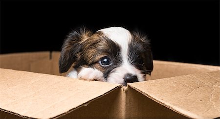 simsearch:400-07513010,k - Small Papillon puppy in a cardboard box Stock Photo - Budget Royalty-Free & Subscription, Code: 400-06751340