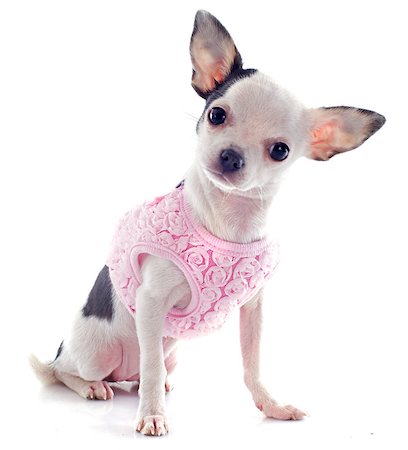 simsearch:400-05888300,k - portrait of a cute purebred  puppy chihuahua with a coat in front of white background Stockbilder - Microstock & Abonnement, Bildnummer: 400-06751404