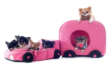 simsearch:400-07123548,k - portrait of a cute purebred chihuahua in car and caravan in front of white background Foto de stock - Super Valor sin royalties y Suscripción, Código: 400-06751414