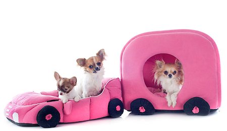 simsearch:400-06391494,k - portrait of a cute purebred chihuahua in car and caravan in front of white background Stockbilder - Microstock & Abonnement, Bildnummer: 400-06751415