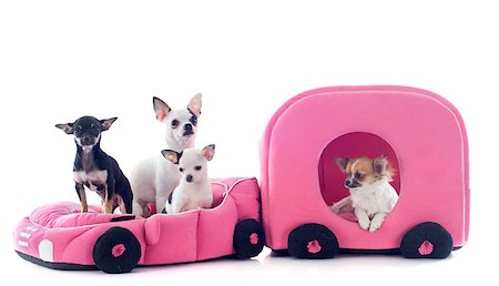 simsearch:400-06391494,k - portrait of a cute purebred chihuahua in car and caravan in front of white background Stockbilder - Microstock & Abonnement, Bildnummer: 400-06751416