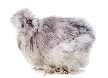 silkie - A small bantam silkie on a white background Stock Photo - Budget Royalty-Free & Subscription, Code: 400-06751422