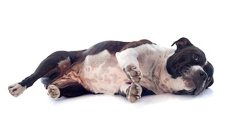 simsearch:400-06565923,k - portrait of a staffordshire bull terrier laid down in front of white background Photographie de stock - Aubaine LD & Abonnement, Code: 400-06751432