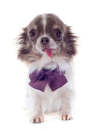 simsearch:400-06172990,k - portrait of a cute purebred  puppy chihuahua with collar in front of white background Stockbilder - Microstock & Abonnement, Bildnummer: 400-06751447