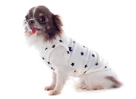 simsearch:400-06172990,k - portrait of a cute purebred  puppy chihuahua with tshirt in front of white background Stockbilder - Microstock & Abonnement, Bildnummer: 400-06751449