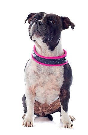 simsearch:400-06565918,k - portrait of a staffordshire bull terrier in front of white background Photographie de stock - Aubaine LD & Abonnement, Code: 400-06751441