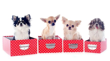simsearch:400-06391494,k - portrait of a cute purebred  chihuahuas in box  in front of white background Stockbilder - Microstock & Abonnement, Bildnummer: 400-06751450