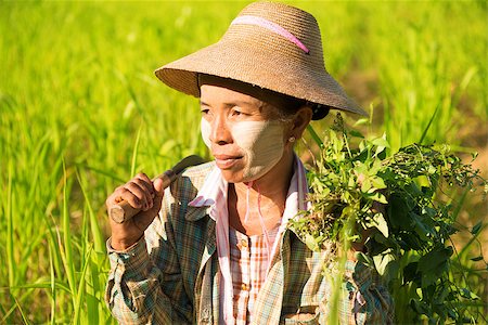 photographic portraits poor people - Traditional Asian female farmer working in corn field Stock Photo - Budget Royalty-Free & Subscription, Code: 400-06751671