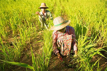 simsearch:400-06751673,k - Traditional Asian farmers working in corn field, Bagan, Myanmar Fotografie stock - Microstock e Abbonamento, Codice: 400-06751672