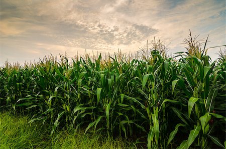 sweetcrisis (artist) - Corn farm and sky in the countryside Thailand Stock Photo - Budget Royalty-Free & Subscription, Code: 400-06764295