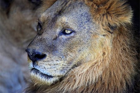 simsearch:400-04885442,k - Portrait of lion. Safari - park, Bali. Indonesia Fotografie stock - Microstock e Abbonamento, Codice: 400-06764906