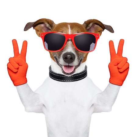 peace and victory fingers dog with red gloves and glasses Stockbilder - Microstock & Abonnement, Bildnummer: 400-06764936