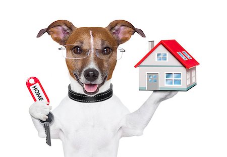 simsearch:400-06855814,k - dog holding a small house and a red key Foto de stock - Royalty-Free Super Valor e Assinatura, Número: 400-06764940