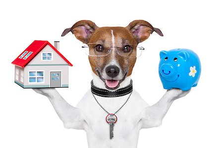 simsearch:400-06855814,k - dog holding a small house and piggy bank Foto de stock - Royalty-Free Super Valor e Assinatura, Número: 400-06764941