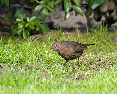 Female Common Blackbird looking and listening for worms Stock Photo - Budget Royalty-Free & Subscription, Code: 400-06765388