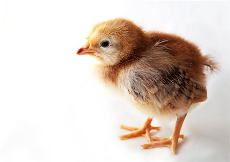 simsearch:400-04589626,k - A one week old baby chick on white background (Rhode Island Red) Foto de stock - Super Valor sin royalties y Suscripción, Código: 400-06765618