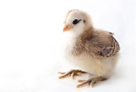 simsearch:400-04379900,k - A week old Americauna baby chick Stock Photo - Budget Royalty-Free & Subscription, Code: 400-06765619