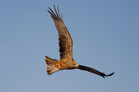 simsearch:400-06766475,k - Bird of Pray against blue sky Fotografie stock - Microstock e Abbonamento, Codice: 400-06766475