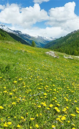 Yellow dandelion flowers on summer mountain slope (Alps, Switzerland) Stock Photo - Budget Royalty-Free & Subscription, Code: 400-06766954