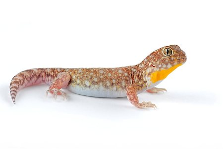 simsearch:400-03934181,k - An African common barking gecko (Ptenopus garrulus) on white Stock Photo - Budget Royalty-Free & Subscription, Code: 400-06767096