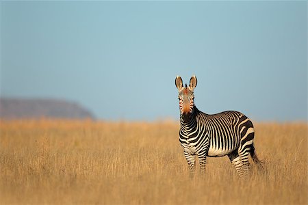 Cape Mountain Zebra (Equus zebra), Mountain Zebra National Park, South Africa Foto de stock - Super Valor sin royalties y Suscripción, Código: 400-06767097